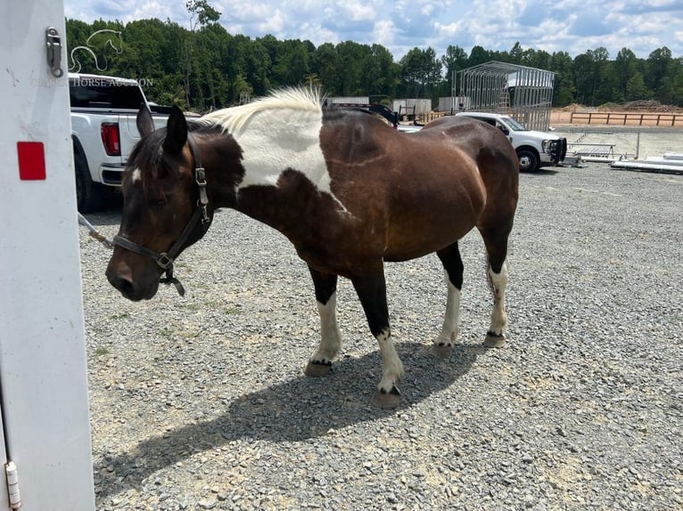 Paint-häst Valack 9 år 152 cm Tobiano-skäck-alla-färger in Liberty, NC