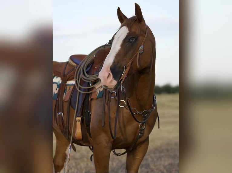 Paint-häst Valack 9 år 155 cm Fux in Mt Vernon, TX