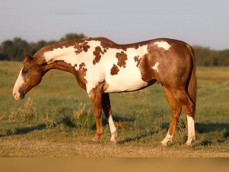 Paint-häst Valack 9 år 155 cm Overo-skäck-alla-färger in Weatherford, TX