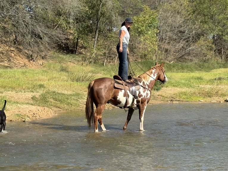 Paint-häst Valack 9 år 155 cm Overo-skäck-alla-färger in Weatherford, TX