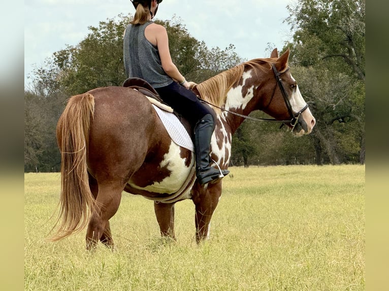 Paint-häst Valack 9 år 155 cm Overo-skäck-alla-färger in Weatherford, TX