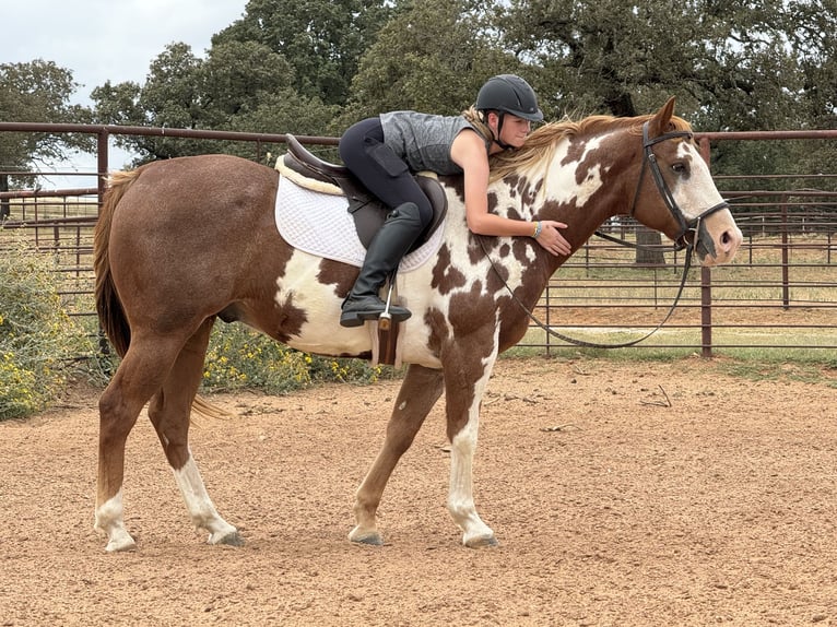 Paint-häst Valack 9 år 155 cm Overo-skäck-alla-färger in Weatherford, TX