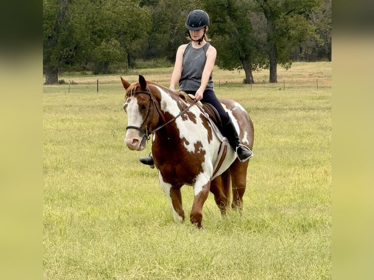 Paint-häst Valack 9 år 155 cm Overo-skäck-alla-färger in Weatherford, TX