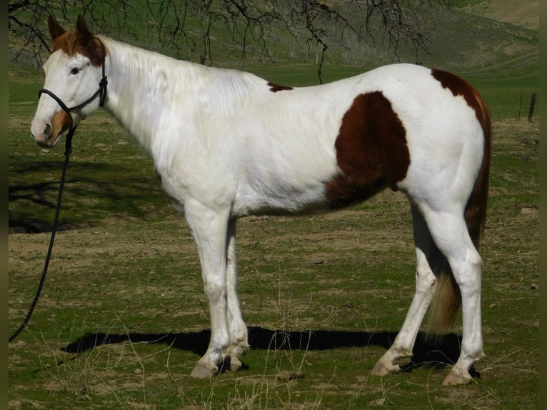 Paint-häst Valack 9 år 155 cm Tobiano-skäck-alla-färger in Gielding