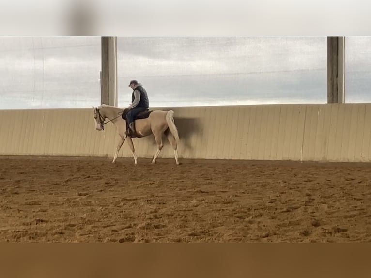 Paint-häst Valack 9 år 157 cm Palomino in Hartheim