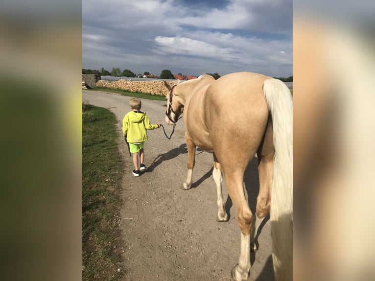 Paint-häst Valack 9 år 157 cm Palomino in Hartheim