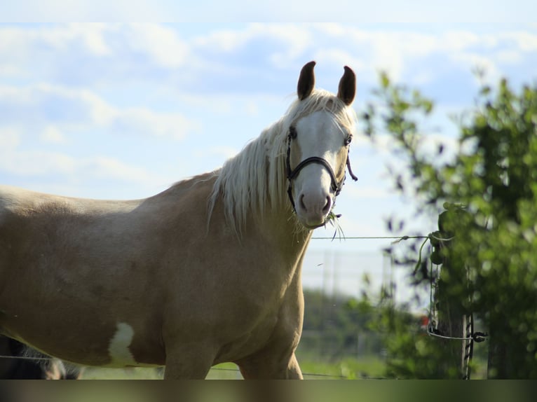 Paint-häst Valack 9 år 157 cm Palomino in Hartheim