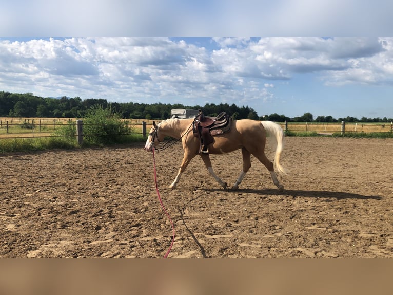 Paint-häst Valack 9 år 157 cm Palomino in Hartheim