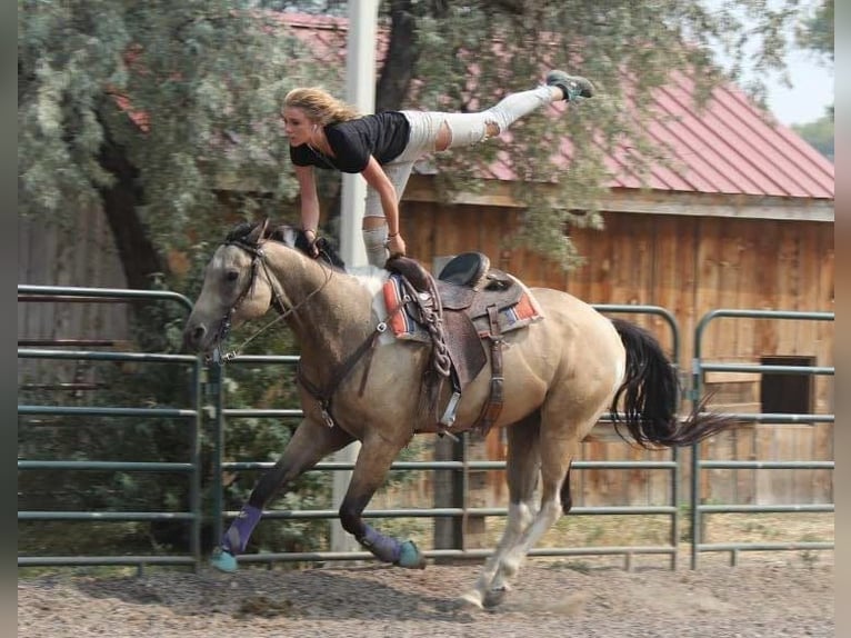 Paint-häst Valack 9 år 163 cm Gulbrun in Fort Collins CO