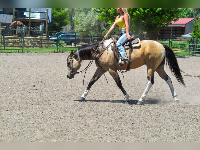 Paint-häst Valack 9 år 163 cm Gulbrun in Fort Collins CO