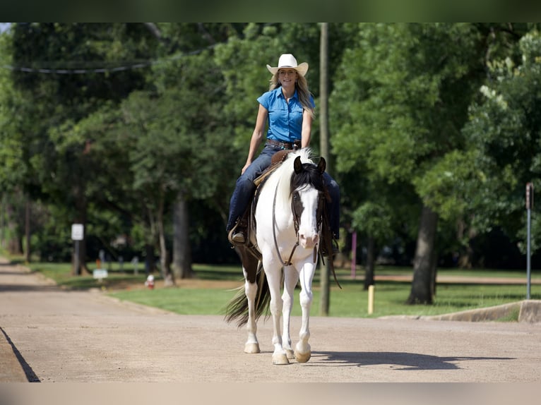 Paint-häst Valack 9 år 163 cm Tobiano-skäck-alla-färger in Lufkin, TX