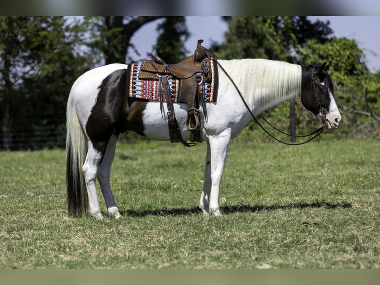 Paint-häst Valack 9 år 163 cm Tobiano-skäck-alla-färger in Lufkin, TX