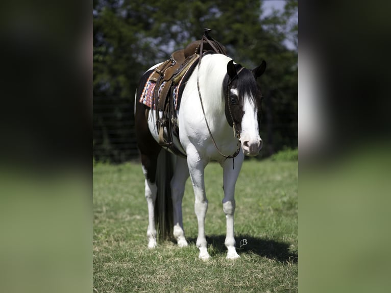 Paint-häst Valack 9 år 163 cm Tobiano-skäck-alla-färger in Lufkin, TX