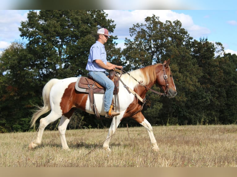 Paint-häst Valack 9 år 163 cm Tobiano-skäck-alla-färger in Cherryville NC