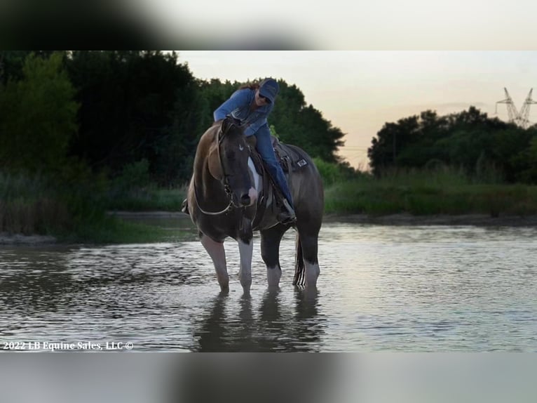 Paint-häst Valack 9 år 168 cm in Terrell, TX