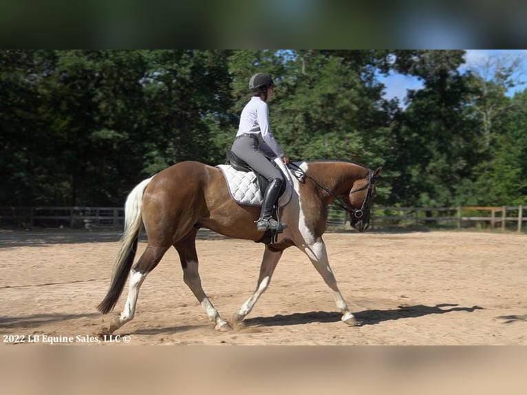 Paint-häst Valack 9 år 168 cm in Terrell, TX