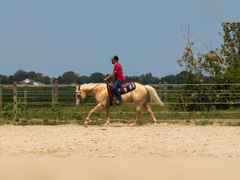 Paint-häst Valack 9 år Palomino in Gibsonburg