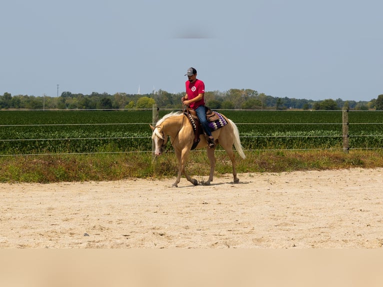 Paint-häst Valack 9 år Palomino in Gibsonburg