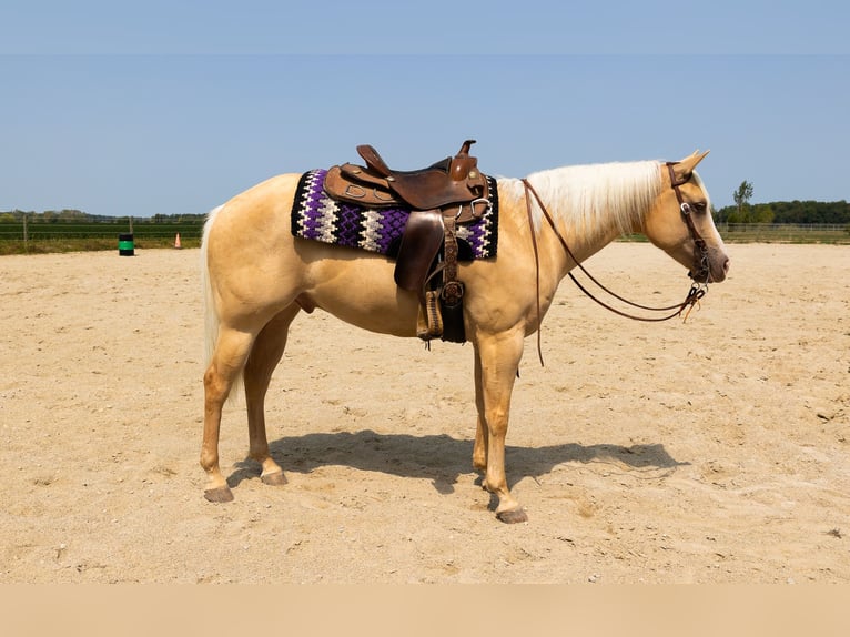 Paint-häst Valack 9 år Palomino in Gibsonburg