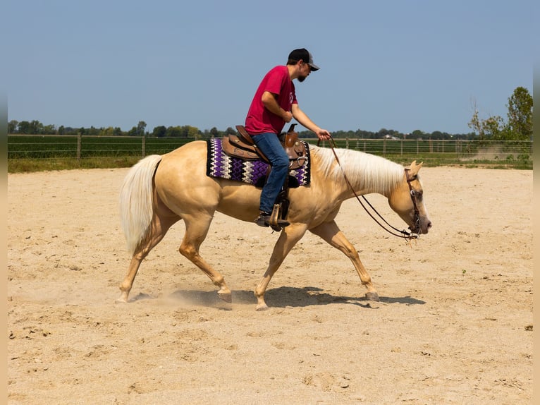 Paint-häst Valack 9 år Palomino in Gibsonburg