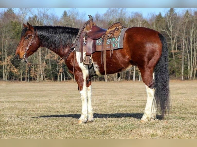 Paint-häst Valack 9 år in Cook Forest, PA