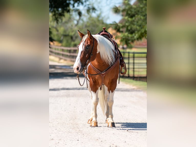 Paint Horse Caballo castrado 10 años 132 cm Tobiano-todas las-capas in Argyle, TX