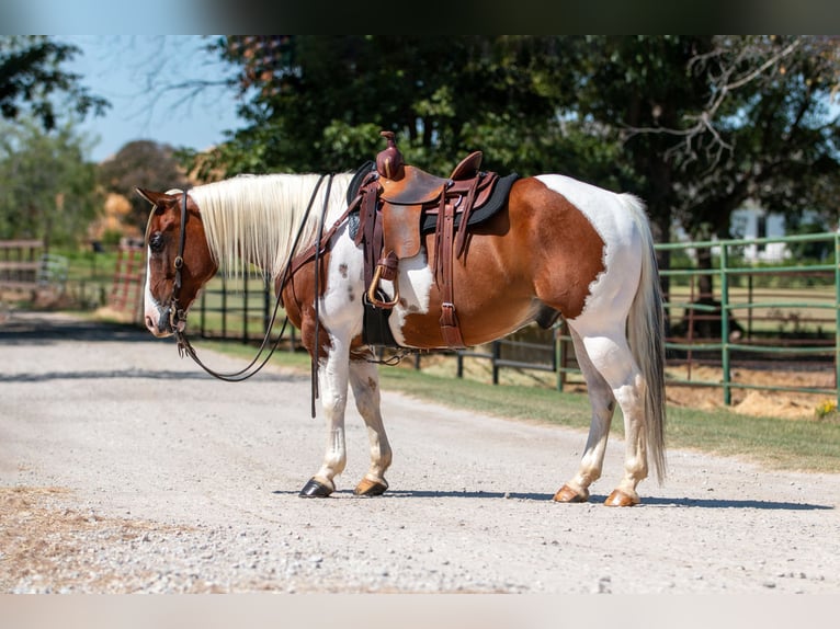 Paint Horse Caballo castrado 10 años 132 cm Tobiano-todas las-capas in Argyle, TX