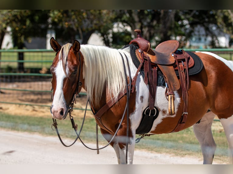 Paint Horse Caballo castrado 10 años 132 cm Tobiano-todas las-capas in Argyle, TX