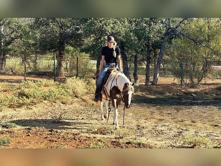 Paint Horse Caballo castrado 10 años 135 cm Tobiano-todas las-capas in Byers TX