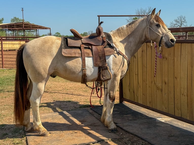Paint Horse Caballo castrado 10 años 147 cm in Weatherford, TX