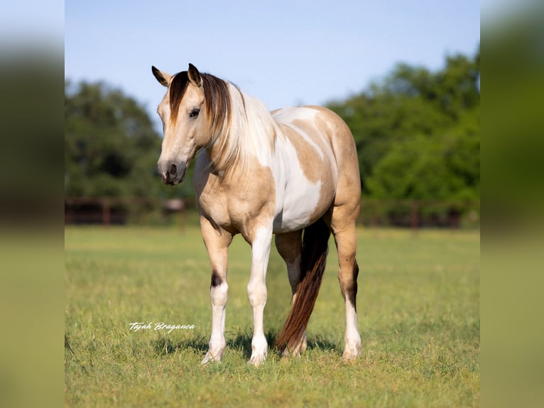 Paint Horse Caballo castrado 10 años 147 cm in Weatherford, TX