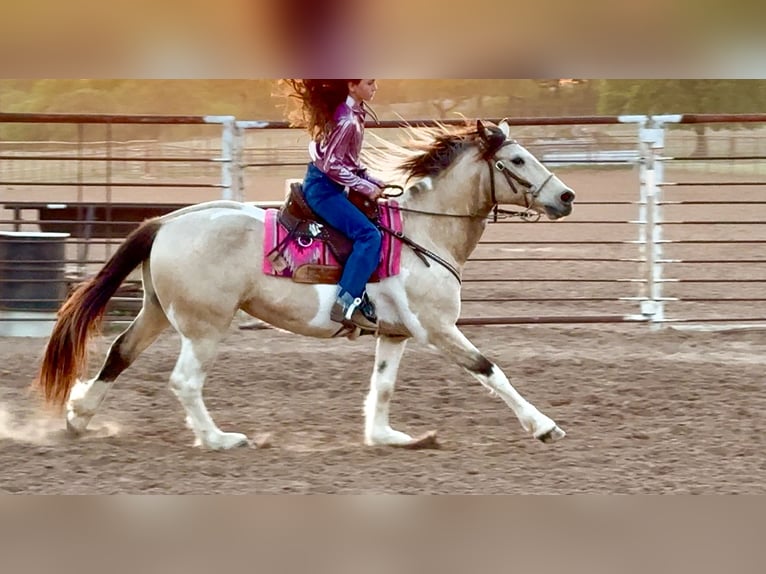 Paint Horse Caballo castrado 10 años 147 cm in Weatherford, TX