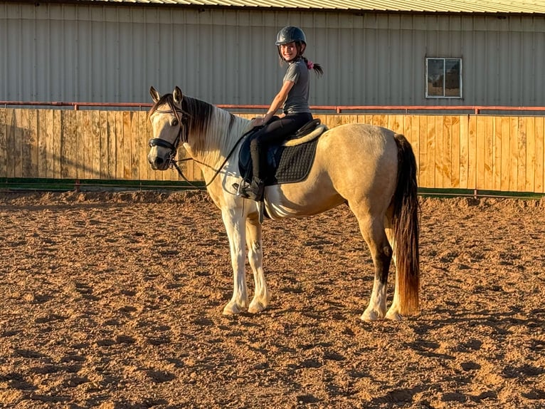 Paint Horse Caballo castrado 10 años 147 cm in Weatherford, TX