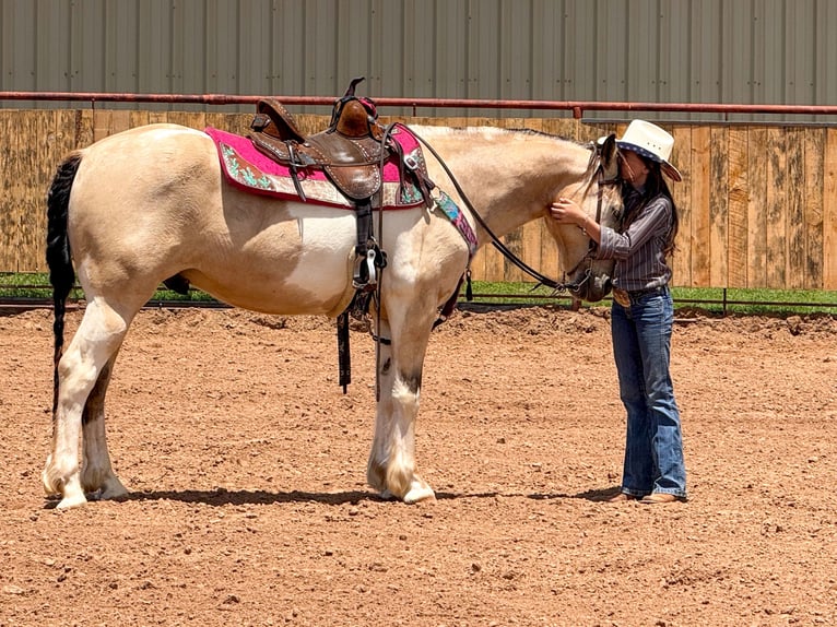 Paint Horse Caballo castrado 10 años 147 cm in Weatherford, TX