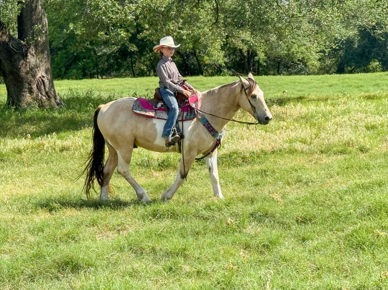 Paint Horse Caballo castrado 10 años 147 cm in Weatherford, TX