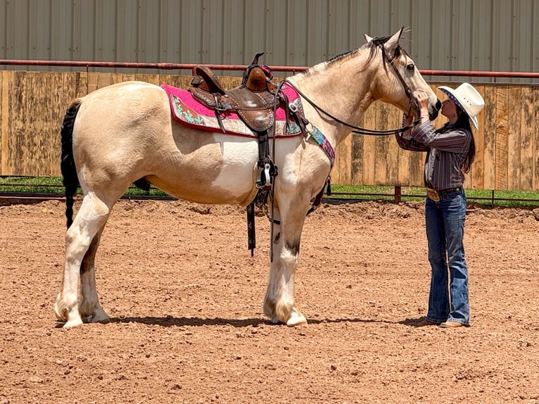 Paint Horse Caballo castrado 10 años 147 cm in Weatherford, TX