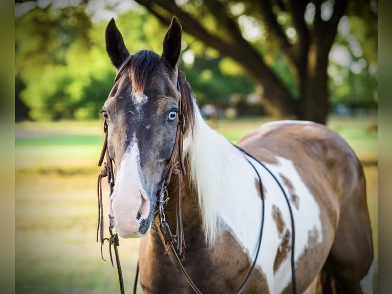 Paint Horse Caballo castrado 10 años 147 cm Tobiano-todas las-capas in Lipan TX
