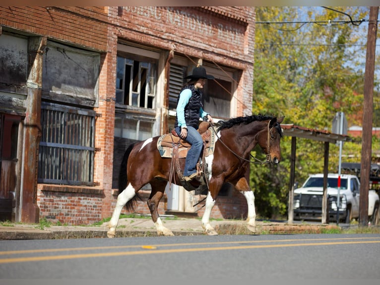 Paint Horse Caballo castrado 10 años 147 cm Tobiano-todas las-capas in Rusk TX