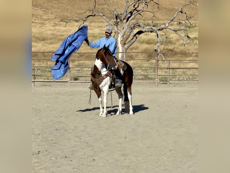 Paint Horse Caballo castrado 10 años 147 cm Tobiano-todas las-capas in Paicines, CA