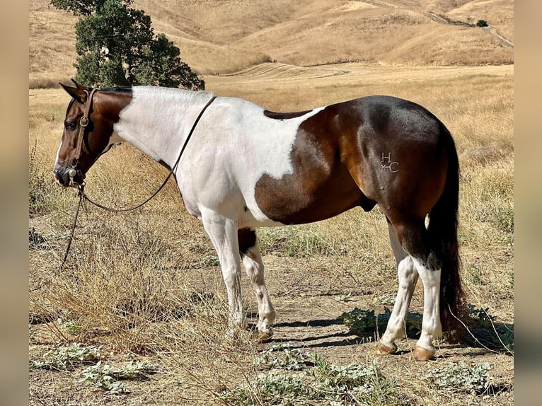 Paint Horse Caballo castrado 10 años 147 cm Tobiano-todas las-capas in Paicines, CA