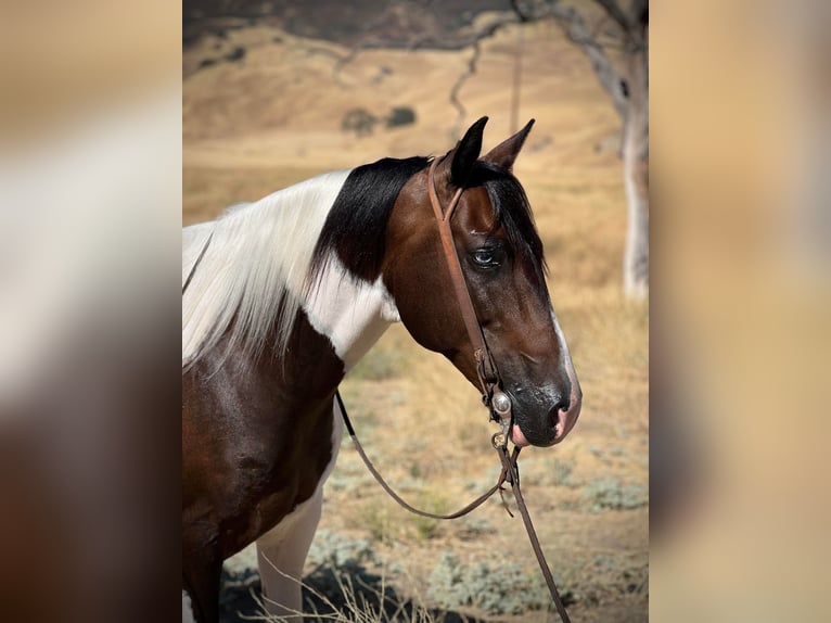 Paint Horse Caballo castrado 10 años 147 cm Tobiano-todas las-capas in Paicines, CA