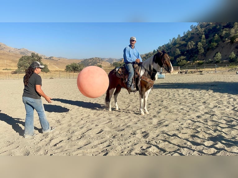 Paint Horse Caballo castrado 10 años 147 cm Tobiano-todas las-capas in Paicines, CA