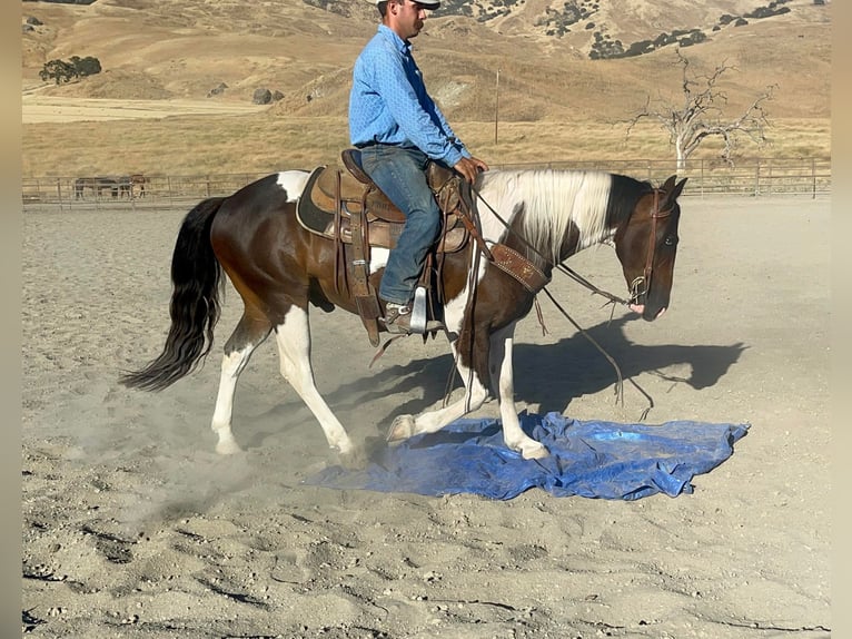 Paint Horse Caballo castrado 10 años 147 cm Tobiano-todas las-capas in Paicines, CA