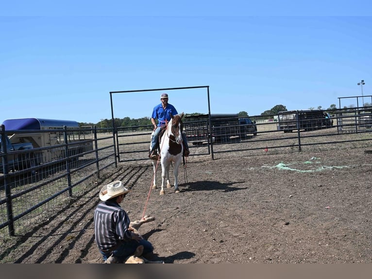 Paint Horse Caballo castrado 10 años 150 cm Pío in Waco, TX