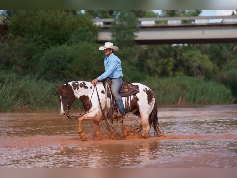 Paint Horse Caballo castrado 10 años 150 cm Pío in Waco, TX