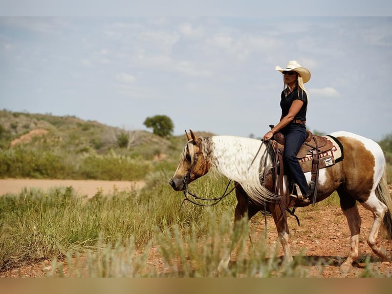 Paint Horse Caballo castrado 10 años 150 cm Tobiano-todas las-capas in Amarillo, TX