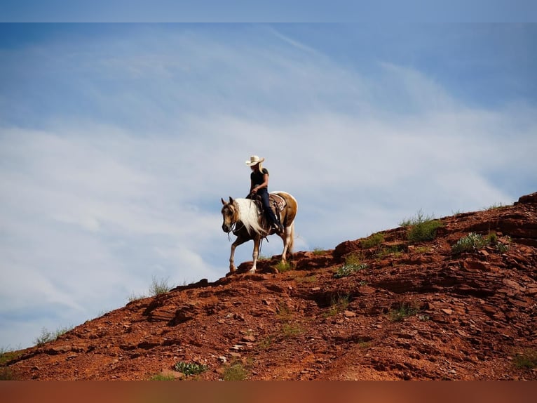 Paint Horse Caballo castrado 10 años 150 cm Tobiano-todas las-capas in Amarillo, TX