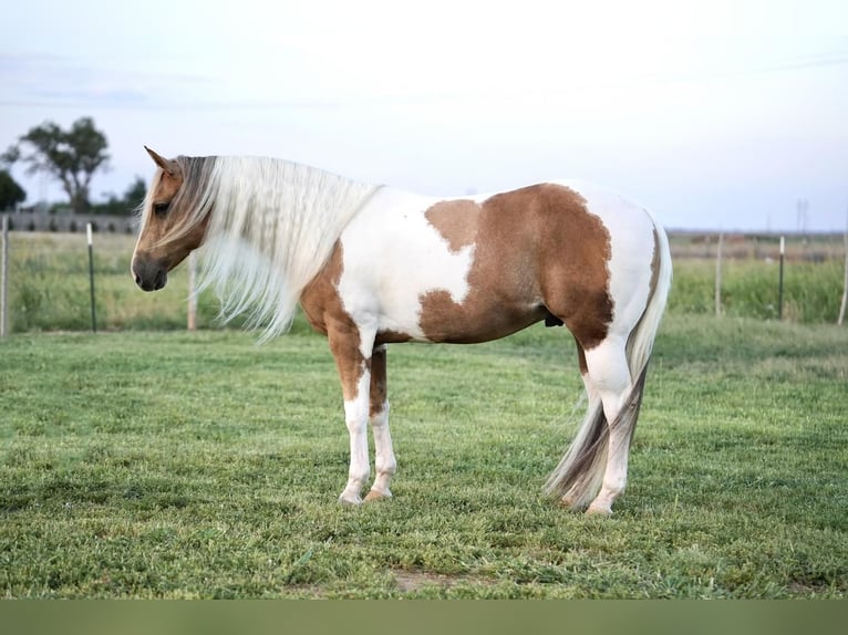 Paint Horse Caballo castrado 10 años 150 cm Tobiano-todas las-capas in Amarillo, TX