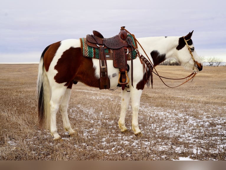 Paint Horse Caballo castrado 10 años 152 cm in Corsica, SD