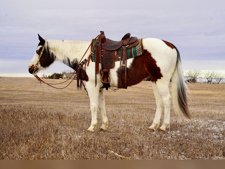 Paint Horse Caballo castrado 10 años 152 cm in Corsica, SD